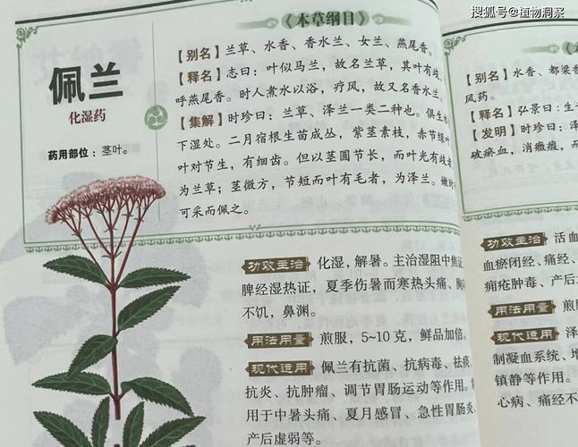 佩兰的功效与作用，木香的功效与作用？-第4张图片-优品飞百科