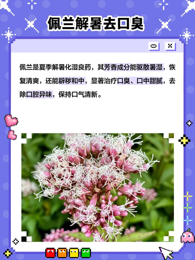 佩兰的功效与作用，木香的功效与作用？-第7张图片-优品飞百科