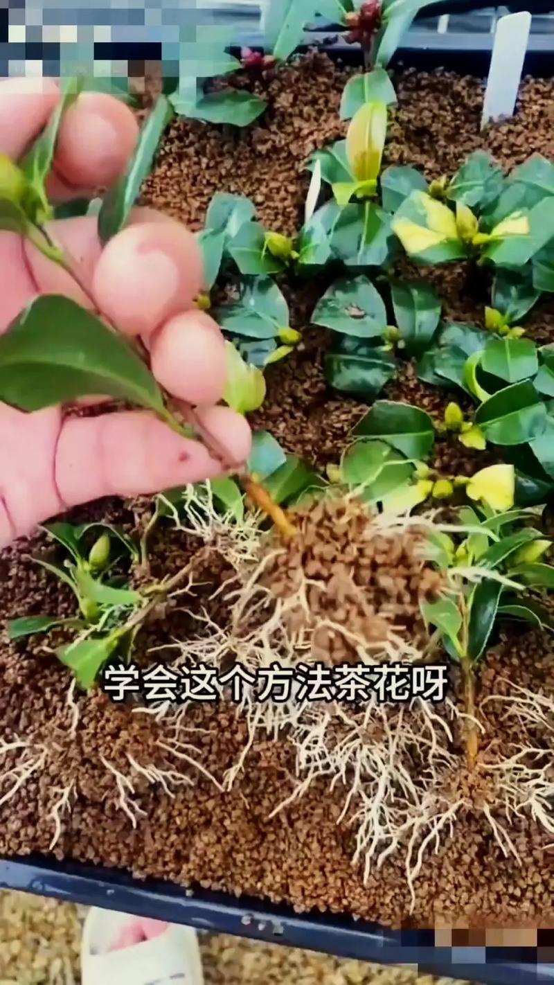 插花人必学之插花八绝？插花人必学之插花八绝是什么？-第3张图片-优品飞百科