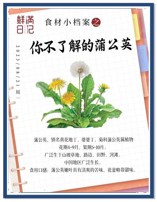 蒲公英的功效与作用及食用方法？蒲公英的药用价值能治什么病？-第5张图片-优品飞百科