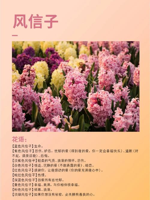 风信子花代表什么意思?风信子花是什么样儿的?有吗??-第2张图片-优品飞百科 风信子花代表什么意思?风信子花是什么样儿的?有吗??-第2张图片-优品飞百科