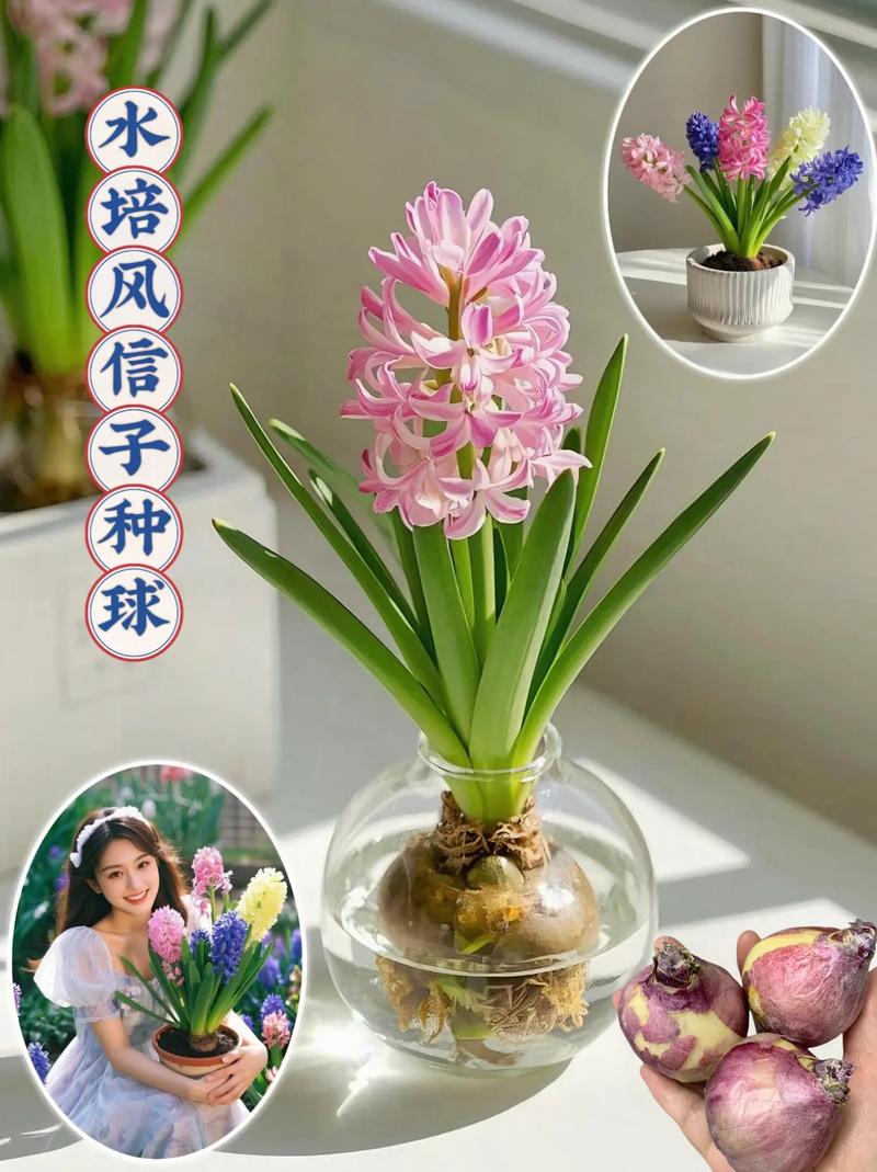 风信子花代表什么意思?风信子花是什么样儿的?有吗??-第4张图片-优品飞百科 风信子花代表什么意思?风信子花是什么样儿的?有吗??-第4张图片-优品飞百科
