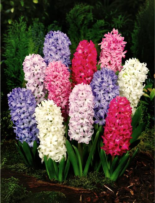 风信子花代表什么意思?风信子花是什么样儿的?有吗??-第5张图片-优品飞百科 风信子花代表什么意思?风信子花是什么样儿的?有吗??-第5张图片-优品飞百科