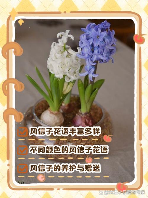 风信子花代表什么意思?风信子花是什么样儿的?有吗??-第6张图片-优品飞百科 风信子花代表什么意思?风信子花是什么样儿的?有吗??-第6张图片-优品飞百科