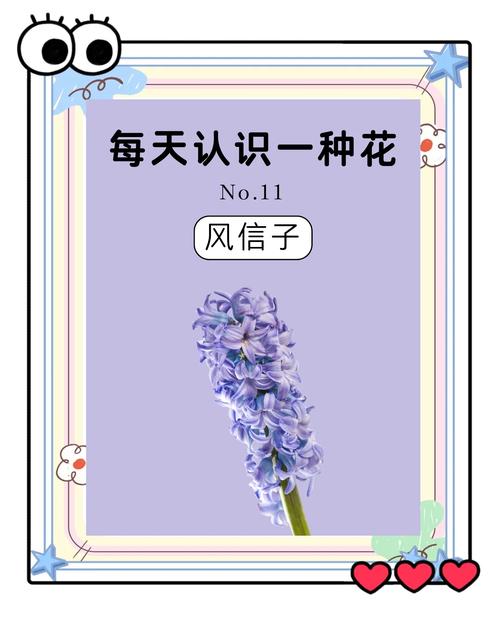 风信子花代表什么意思?风信子花是什么样儿的?有吗??-第7张图片-优品飞百科 风信子花代表什么意思?风信子花是什么样儿的?有吗??-第7张图片-优品飞百科