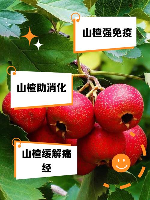 山楂的传说和象征意义，山楂的文化-第1张图片-优品飞百科
