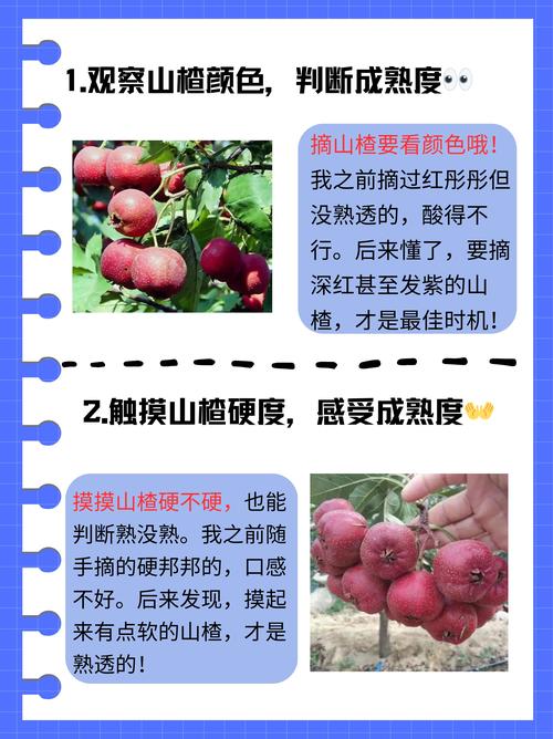 山楂的传说和象征意义，山楂的文化-第4张图片-优品飞百科