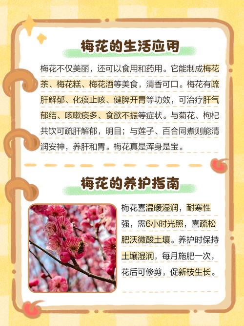 梅花的作用价值，梅花的作用价值和用途-第1张图片-优品飞百科