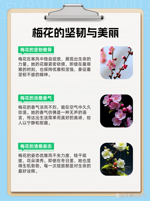 梅花的作用价值，梅花的作用价值和用途-第4张图片-优品飞百科