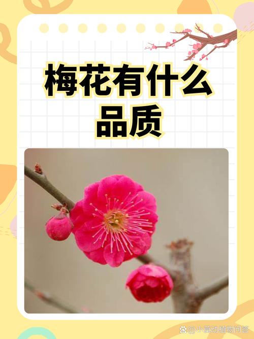 梅花的作用价值，梅花的作用价值和用途-第5张图片-优品飞百科