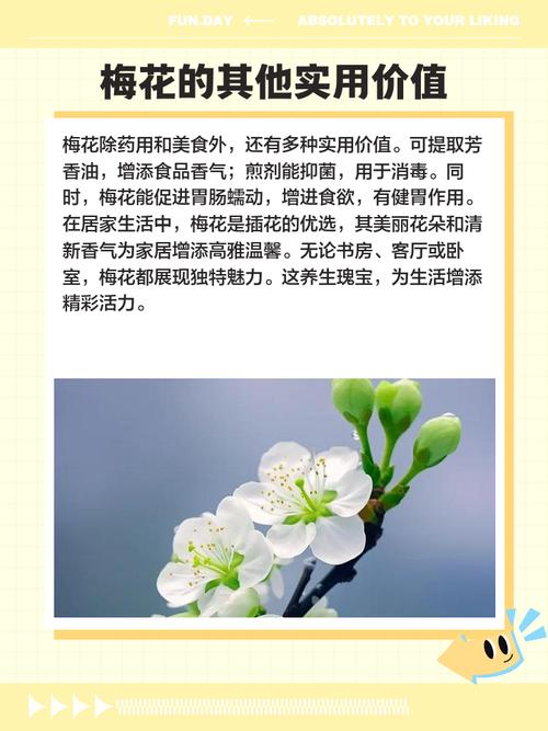 梅花的作用价值，梅花的作用价值和用途-第6张图片-优品飞百科