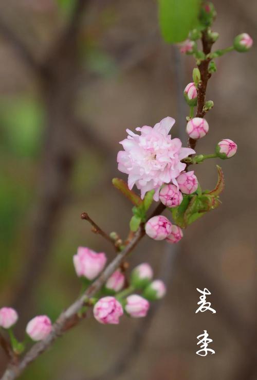 郁李和麦李的区别？郁李和麦李的区别在哪？-第1张图片-优品飞百科