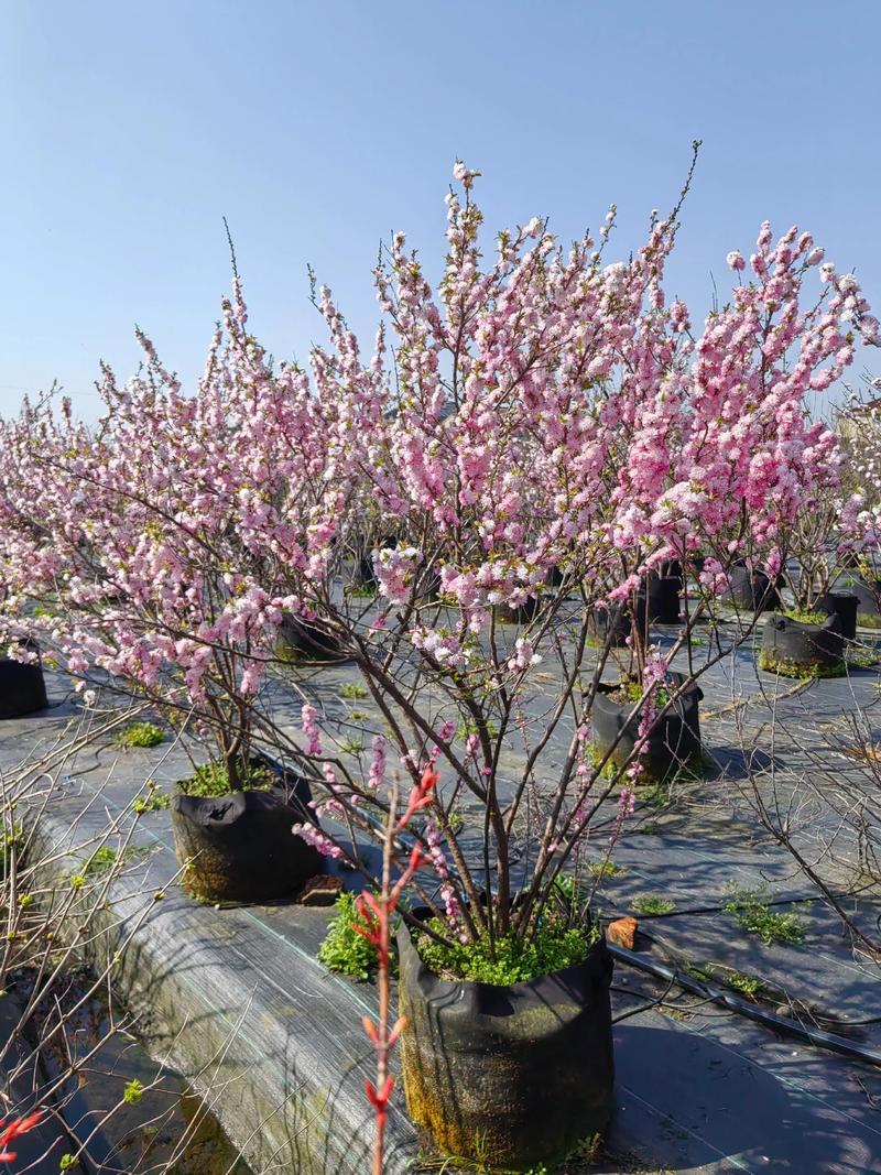 郁李和麦李的区别？郁李和麦李的区别在哪？-第2张图片-优品飞百科