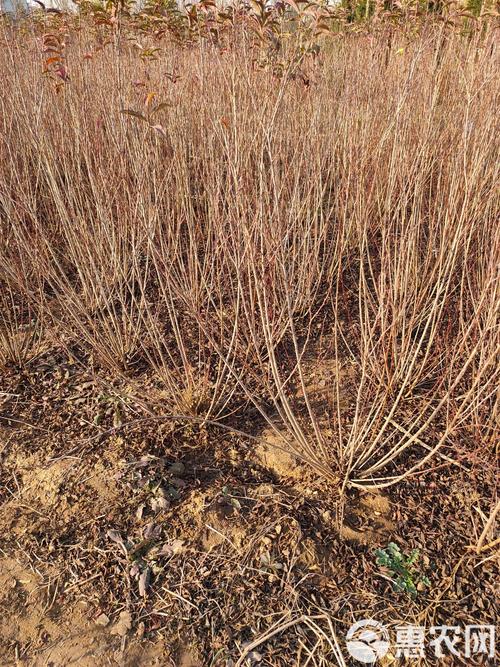 郁李和麦李的区别？郁李和麦李的区别在哪？-第4张图片-优品飞百科