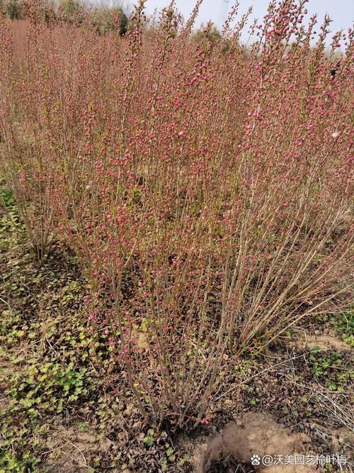 郁李和麦李的区别？郁李和麦李的区别在哪？-第5张图片-优品飞百科