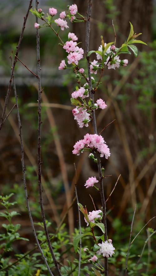 郁李和麦李的区别？郁李和麦李的区别在哪？-第6张图片-优品飞百科