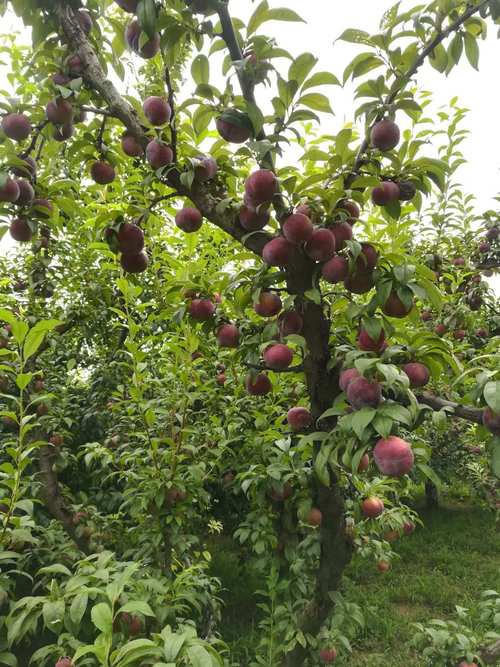 郁李和麦李的区别？郁李和麦李的区别在哪？-第7张图片-优品飞百科