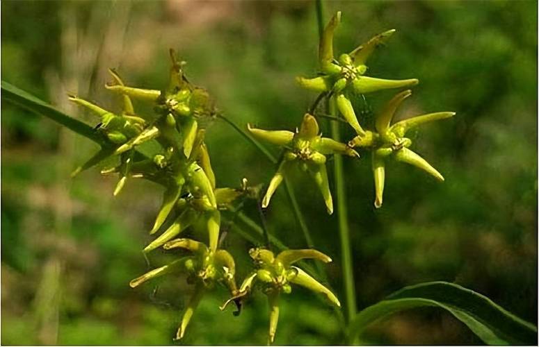 徐长卿的功效与作用?中药徐长卿的功效与作用?-第2张图片-优品飞百科 徐长卿的功效与作用?中药徐长卿的功效与作用?-第2张图片-优品飞百科