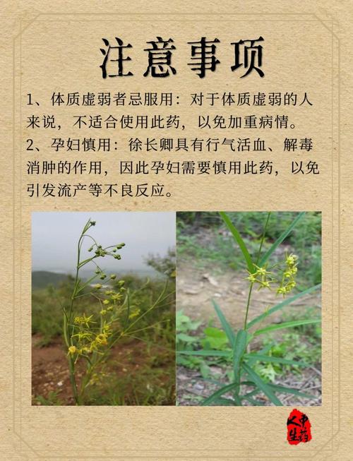 徐长卿的功效与作用?中药徐长卿的功效与作用?-第3张图片-优品飞百科 徐长卿的功效与作用?中药徐长卿的功效与作用?-第3张图片-优品飞百科