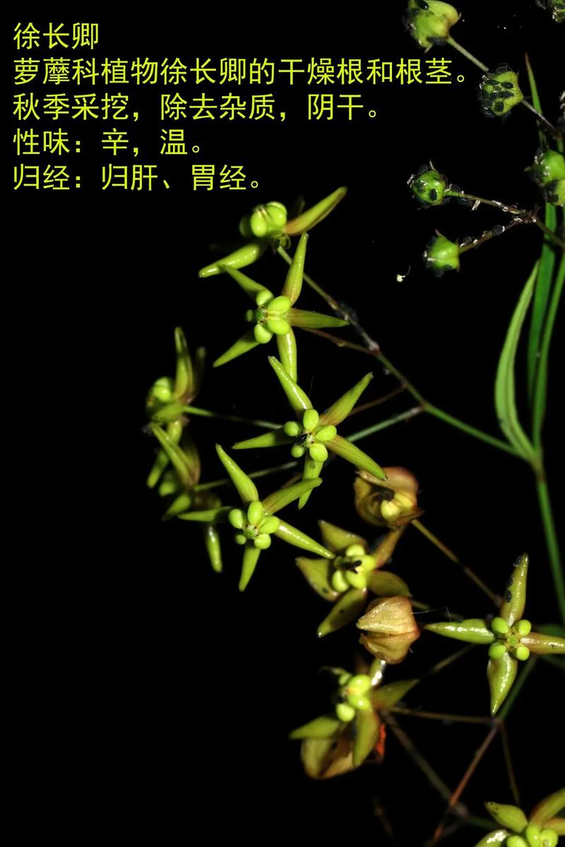 徐长卿的功效与作用?中药徐长卿的功效与作用?-第5张图片-优品飞百科 徐长卿的功效与作用?中药徐长卿的功效与作用?-第5张图片-优品飞百科