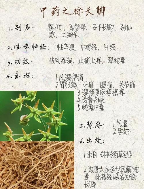 徐长卿的功效与作用?中药徐长卿的功效与作用?-第6张图片-优品飞百科 徐长卿的功效与作用?中药徐长卿的功效与作用?-第6张图片-优品飞百科