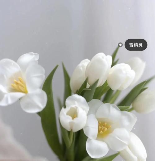 送什么花表示初恋，什么花花语代表初恋-第1张图片-优品飞百科