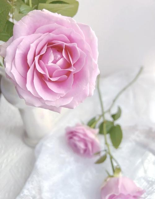 送什么花表示初恋，什么花花语代表初恋-第7张图片-优品飞百科