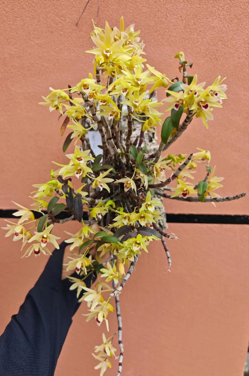 卧室里可以养铁皮石斛吗，有什么注意事项，室内养铁皮石斛好吗-第1张图片-优品飞百科