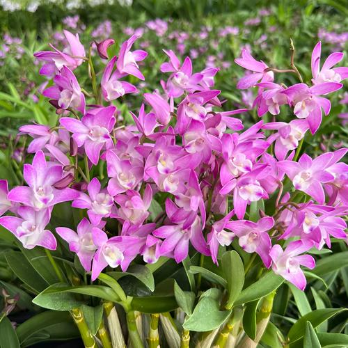 卧室里可以养铁皮石斛吗，有什么注意事项，室内养铁皮石斛好吗-第2张图片-优品飞百科