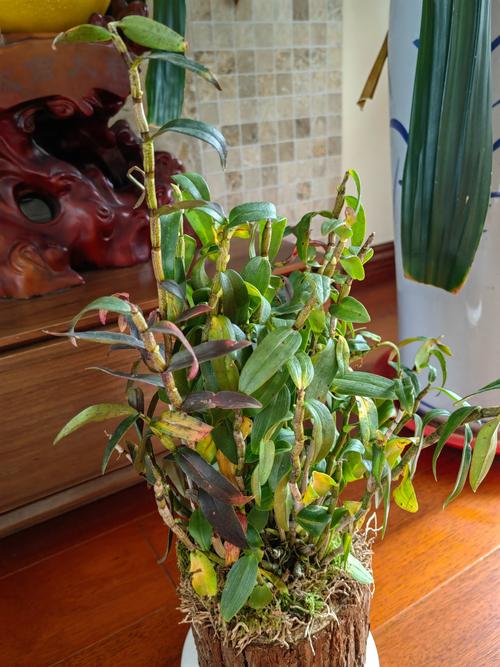 卧室里可以养铁皮石斛吗，有什么注意事项，室内养铁皮石斛好吗-第3张图片-优品飞百科