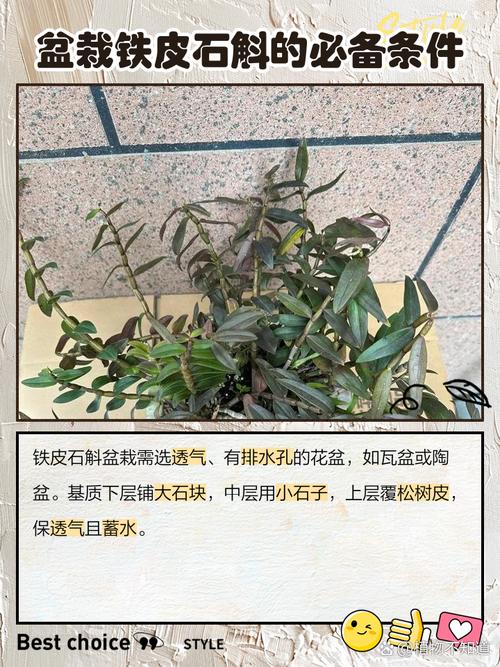 卧室里可以养铁皮石斛吗，有什么注意事项，室内养铁皮石斛好吗-第6张图片-优品飞百科