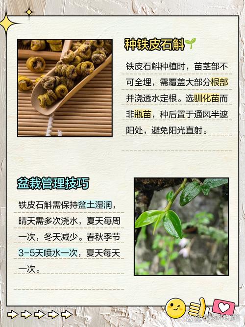 卧室里可以养铁皮石斛吗，有什么注意事项，室内养铁皮石斛好吗-第8张图片-优品飞百科