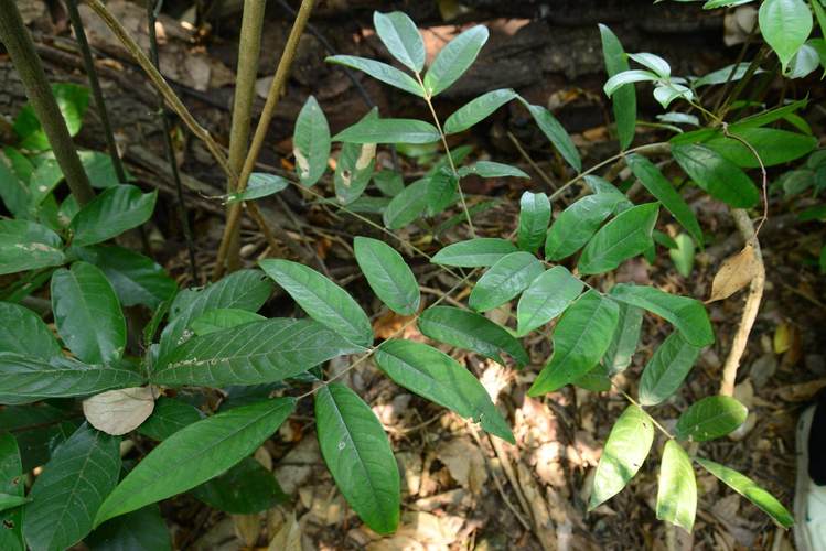 萍逢草的主要价值,萍蓬草根图片?-第1张图片-优品飞百科 萍逢草的主要价值,萍蓬草根图片?-第1张图片-优品飞百科