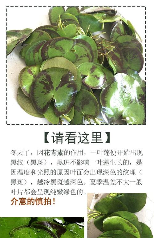 萍逢草的主要价值,萍蓬草根图片?-第2张图片-优品飞百科 萍逢草的主要价值,萍蓬草根图片?-第2张图片-优品飞百科