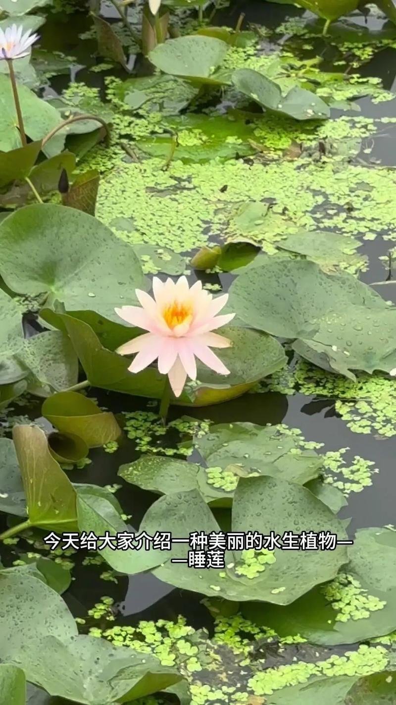 萍逢草的主要价值,萍蓬草根图片?-第3张图片-优品飞百科 萍逢草的主要价值,萍蓬草根图片?-第3张图片-优品飞百科