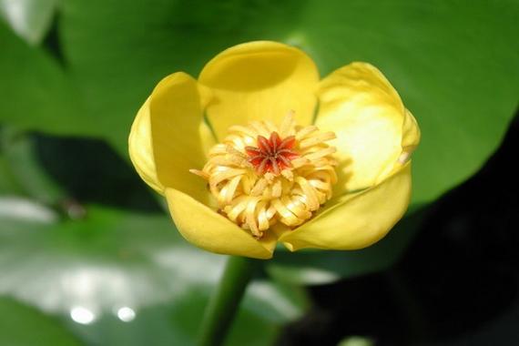 萍逢草的主要价值,萍蓬草根图片?-第6张图片-优品飞百科 萍逢草的主要价值,萍蓬草根图片?-第6张图片-优品飞百科