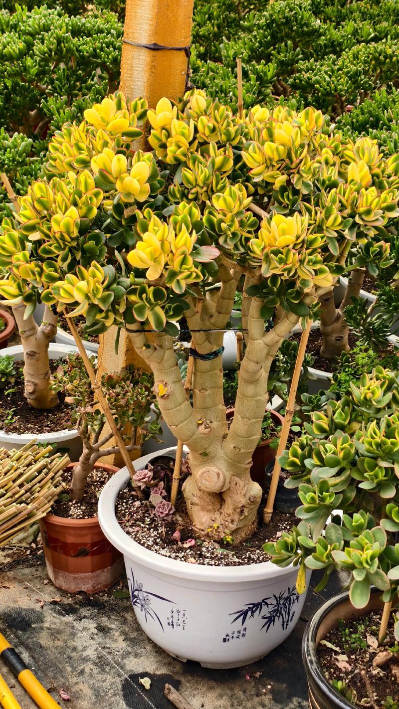 花月锦可以防辐射你知道吗？花月锦年活动攻略？