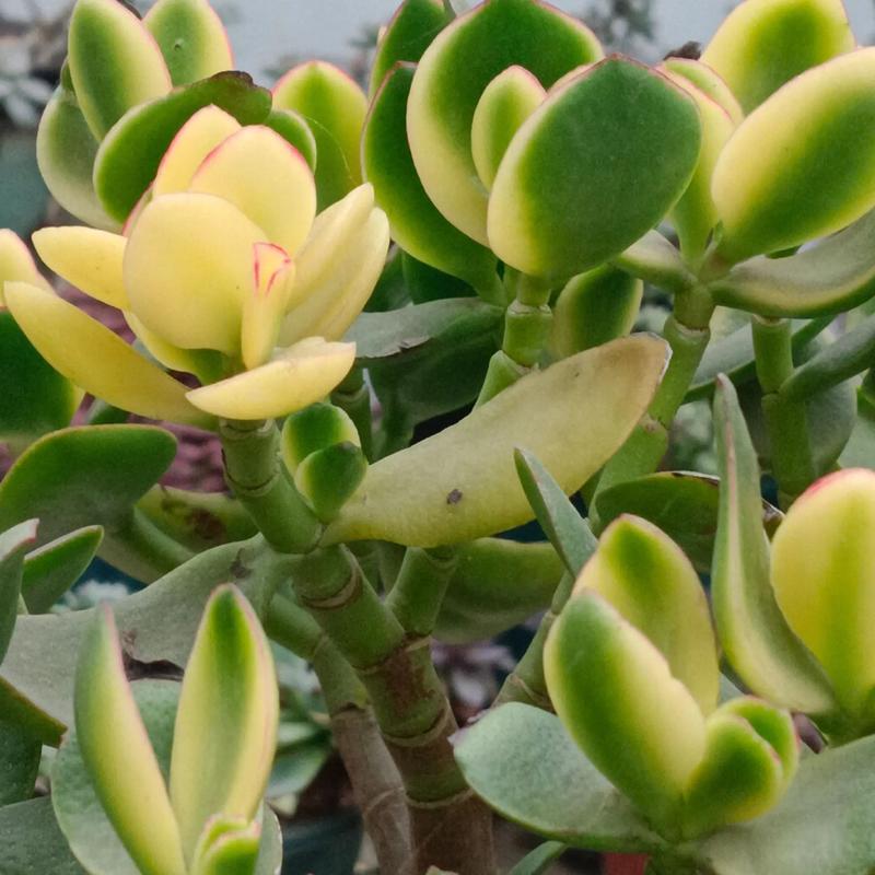 花月锦可以防辐射你知道吗？花月锦年活动攻略？-第2张图片-优品飞百科