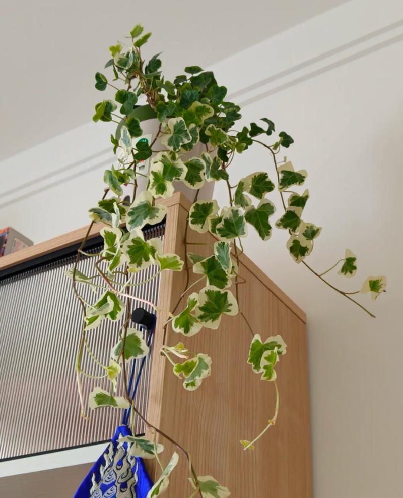 屋外雾霾,屋里氧吧,全靠不起眼的它!,外面有雾霾家里有甲醛?-第4张图片-优品飞百科 屋外雾霾,屋里氧吧,全靠不起眼的它!,外面有雾霾家里有甲醛?-第4张图片-优品飞百科