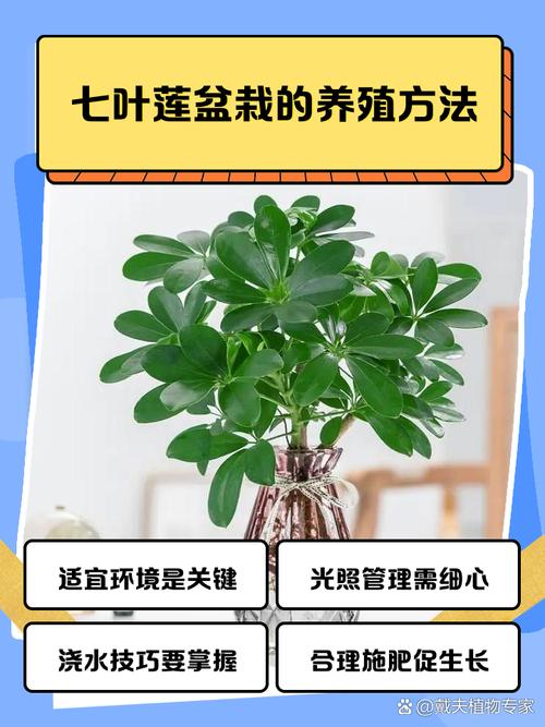 七叶莲的风水作用，七叶莲的风水作用与禁忌-第1张图片-优品飞百科