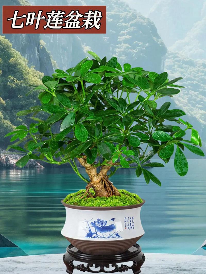 七叶莲的风水作用，七叶莲的风水作用与禁忌-第2张图片-优品飞百科