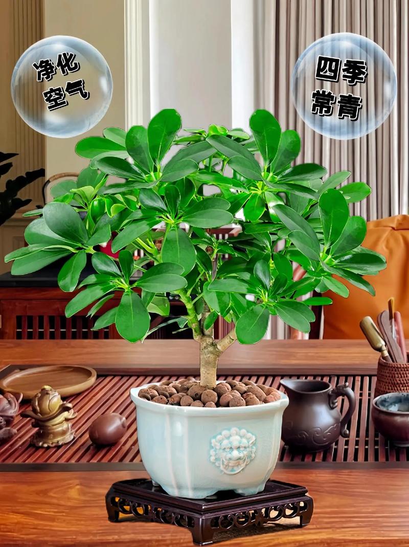 七叶莲的风水作用，七叶莲的风水作用与禁忌-第4张图片-优品飞百科