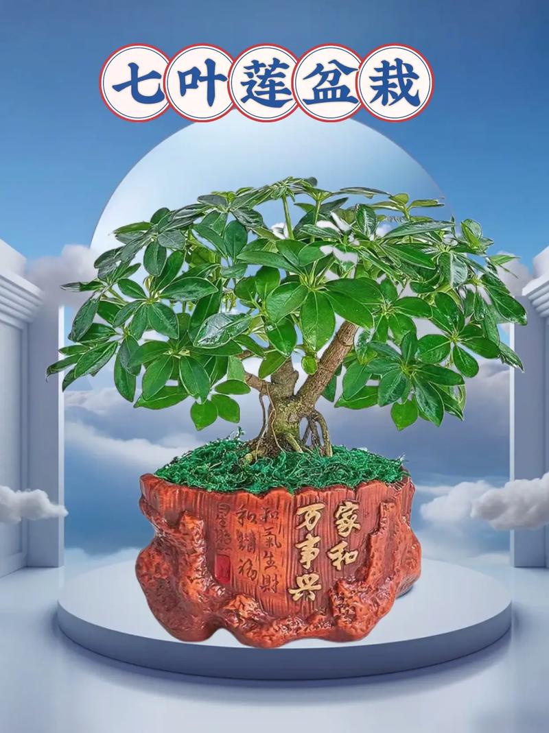 七叶莲的风水作用，七叶莲的风水作用与禁忌-第5张图片-优品飞百科