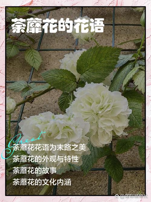 荼蘼有什么作用，荼蘼花的作用？-第3张图片-优品飞百科