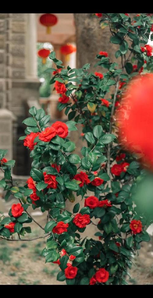 荼蘼有什么作用，荼蘼花的作用？-第4张图片-优品飞百科