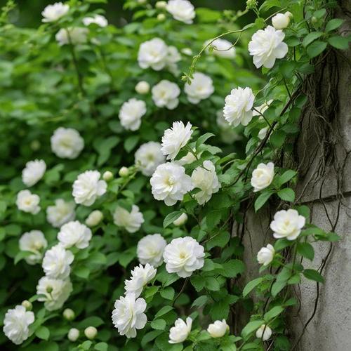 荼蘼有什么作用，荼蘼花的作用？-第5张图片-优品飞百科