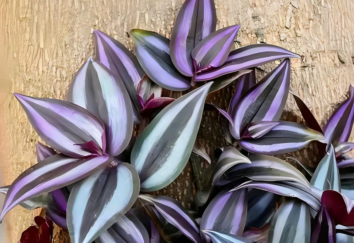 紫叶吊竹梅有毒吗，猫咪能碰吗，紫叶吊竹梅开花的图片-第1张图片-优品飞百科