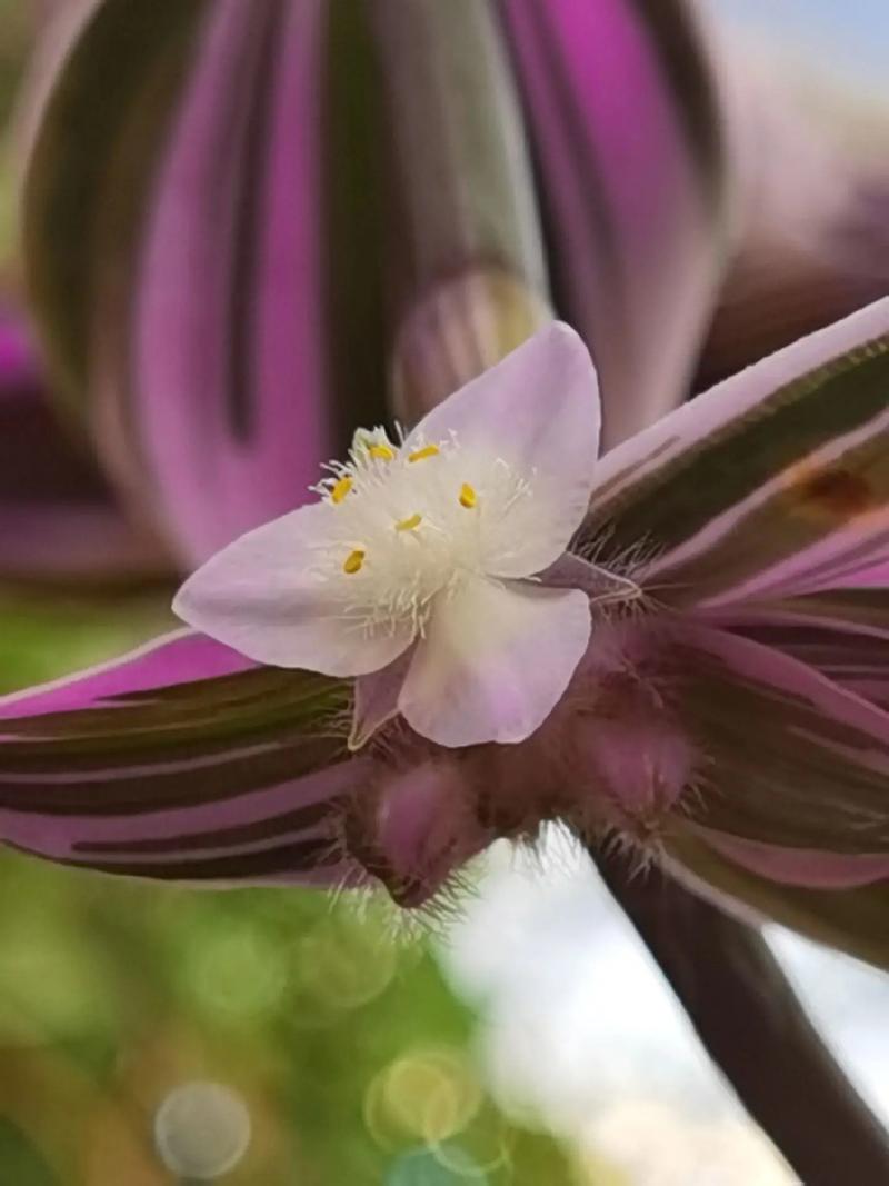 紫叶吊竹梅有毒吗，猫咪能碰吗，紫叶吊竹梅开花的图片-第2张图片-优品飞百科