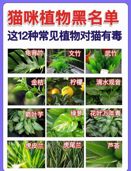 紫叶吊竹梅有毒吗，猫咪能碰吗，紫叶吊竹梅开花的图片-第3张图片-优品飞百科