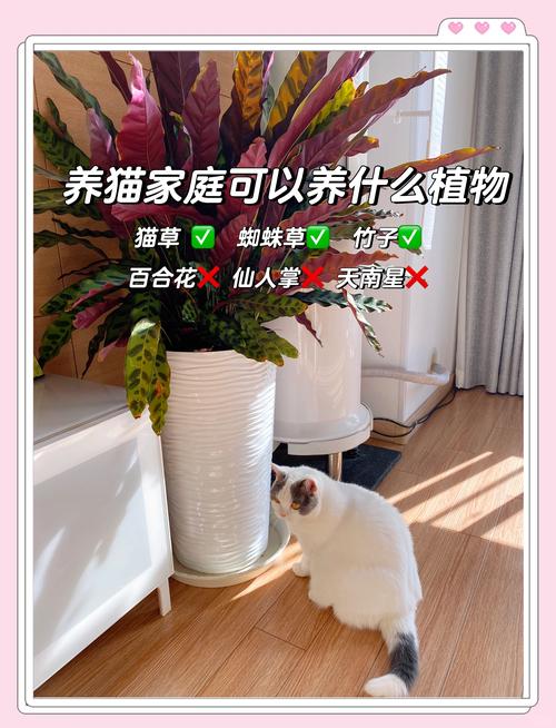 紫叶吊竹梅有毒吗，猫咪能碰吗，紫叶吊竹梅开花的图片-第4张图片-优品飞百科